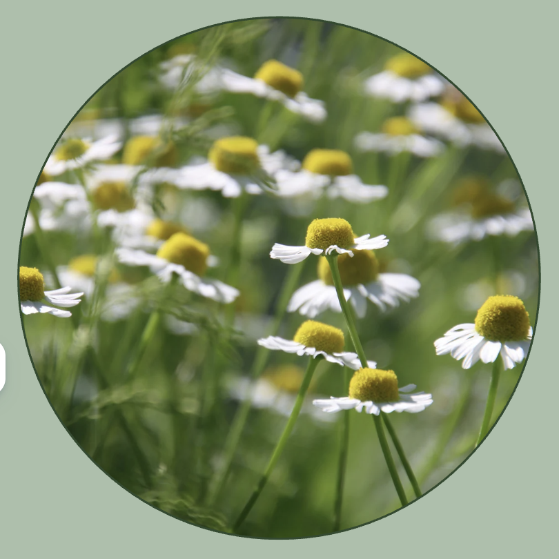 ローマカミツレ