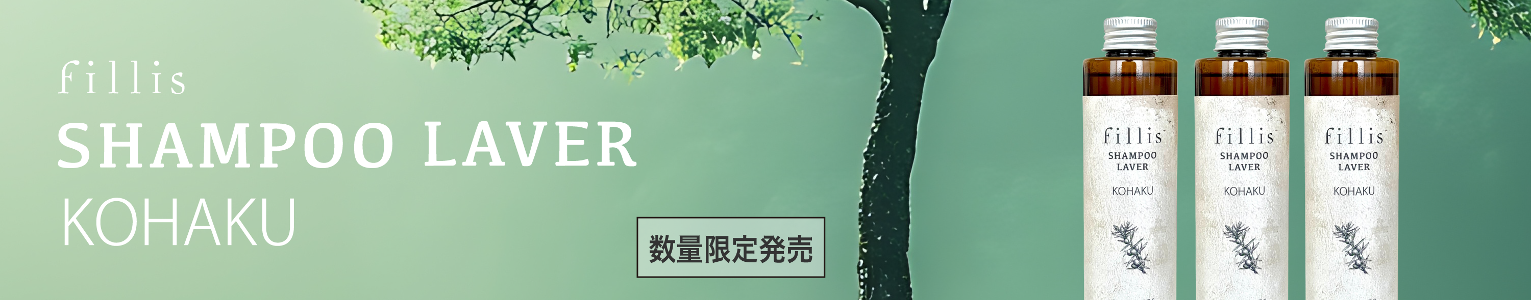 コハク